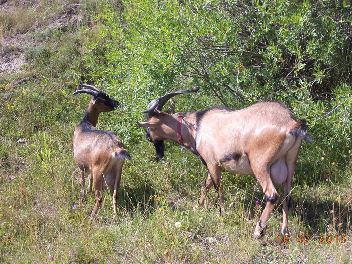 Salcie capreasca pt capre