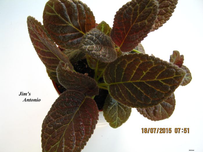 Jim s Antonio - Episcia_J