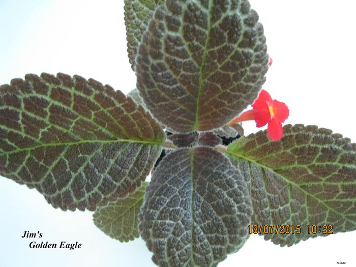 Jim s Golden Eagle - Episcia_J