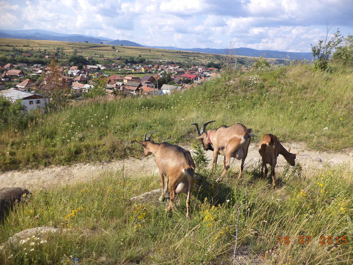 Valea Toplitei si drumul