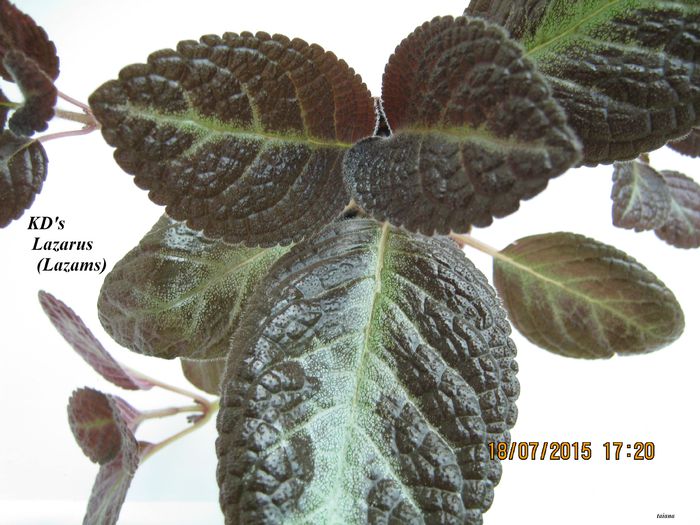 KD's Lazarus - Episcia_K