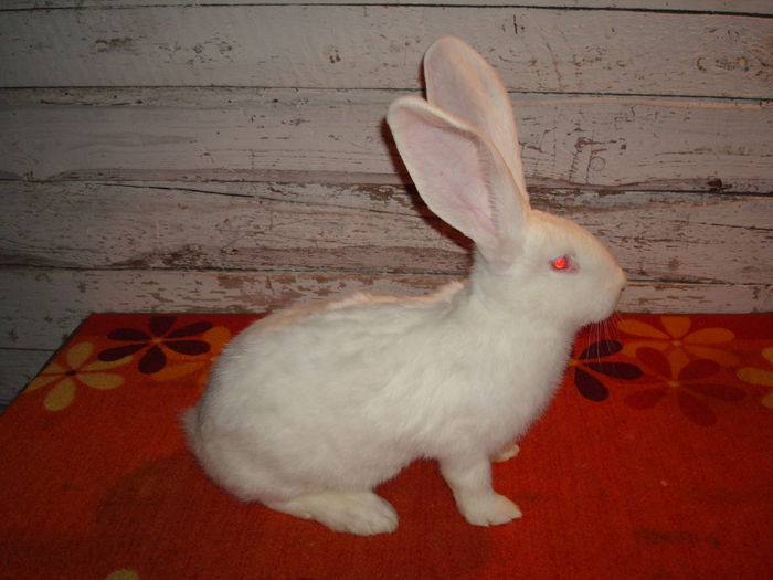 Femela 3 - RO23 253; Productie proprie !
