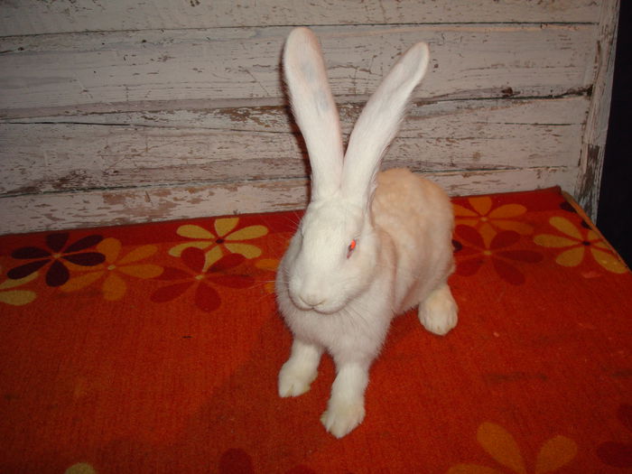 RO23 253 ( F3 ); Ambii parinti campioni !
