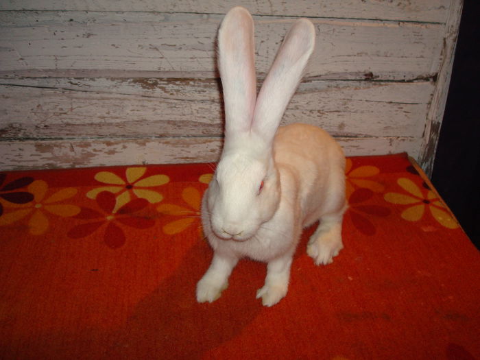 RO23 252 ( F2 ); Ambii parinti campioni !!!
