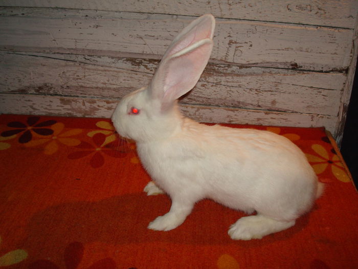 RO23 252 ( F2 ); 4,00 kg ( la 3,5 luni )
