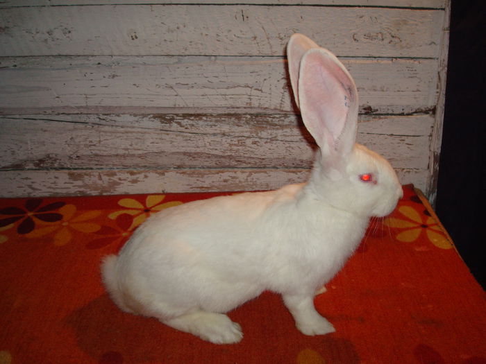 Femela 4 - RO23 254; Productie proprie!
