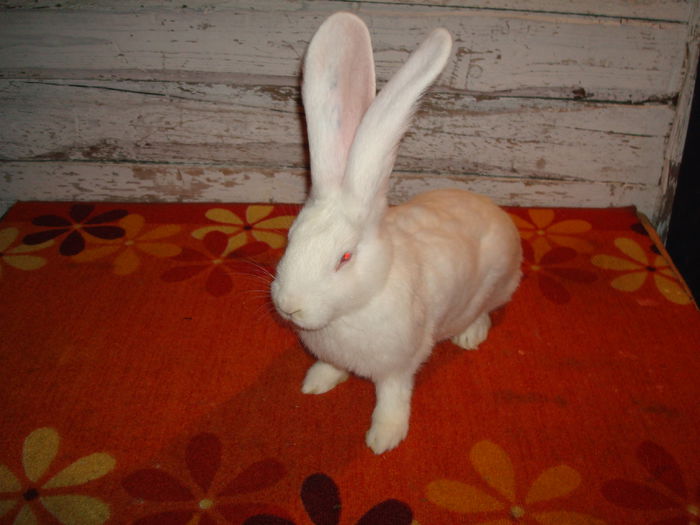 RO23 254 ( F4 ); Ambii parinti campioni !!!
