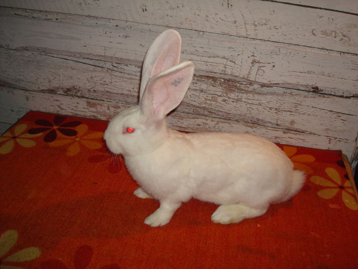 RO23 254 ( F4 ); 3,770 kg ( la 3,5 luni )
