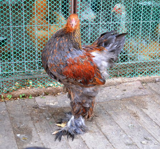 pab - p__tineret brahma 2015