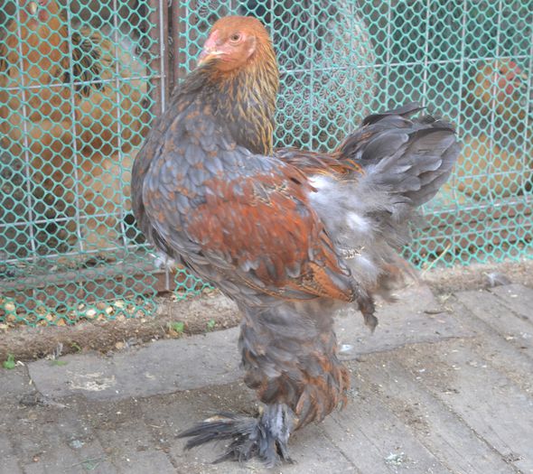 pab 3 - p__tineret brahma 2015