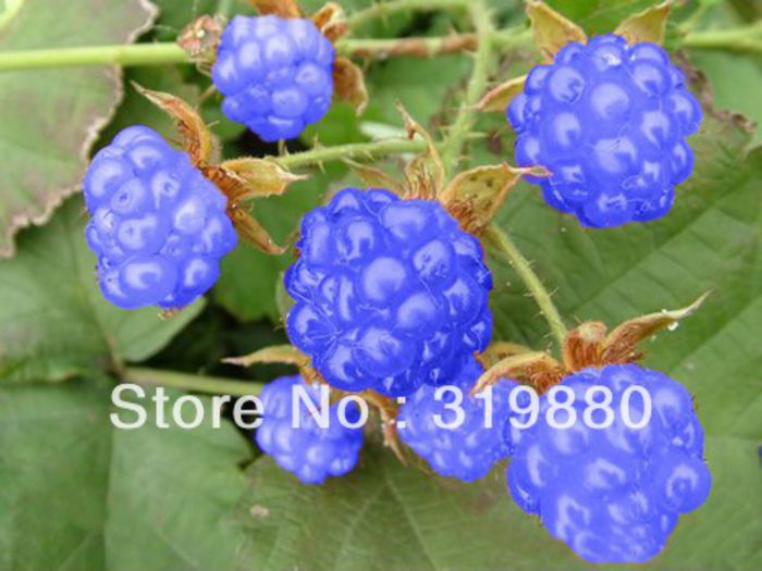 100-Blue-Raspberry-font-b-Seeds-b-font-new-font-b-Strawberry-b-font-font-b - oferta TOAMNA 2015 ARBUSTI FRUCTIFERI  GOJI MUR drajoni zmeur tayberry agrisi
