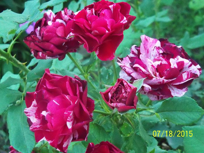 100_3126 - z trandafiri Florov 2015