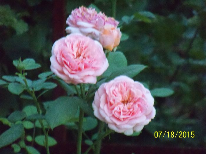 100_3197 - z trandafiri Florov 2015