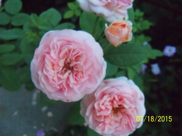 100_3193 - z trandafiri Florov 2015