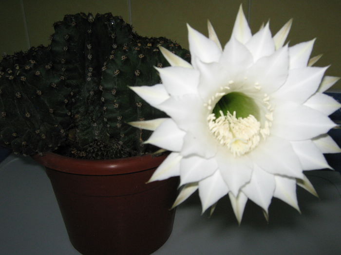 Picture My plants 4416 - Flori 2015