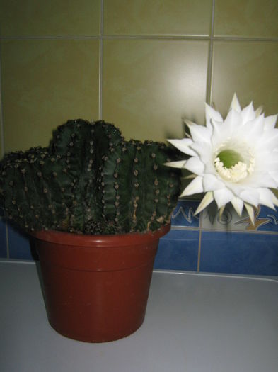 Picture My plants 4418
