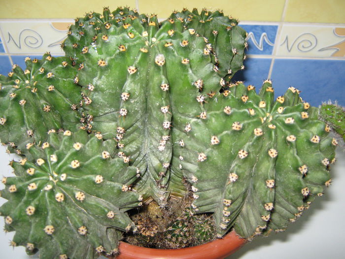 Picture My plants 4419