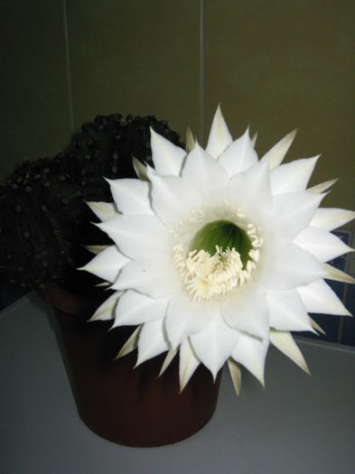 Picture My plants 4423