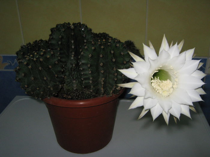 Picture My plants 4424