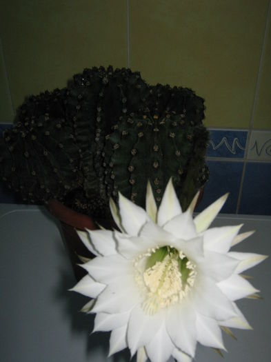 Picture My plants 4430