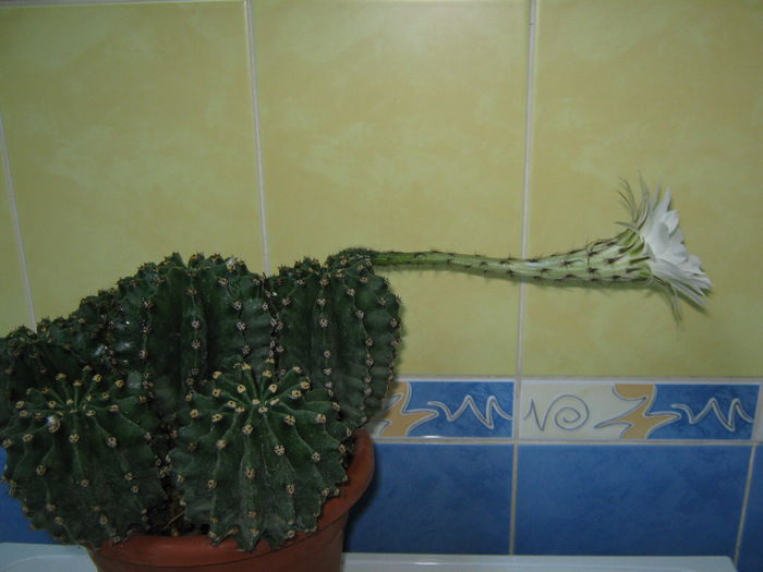 Picture My plants 4428