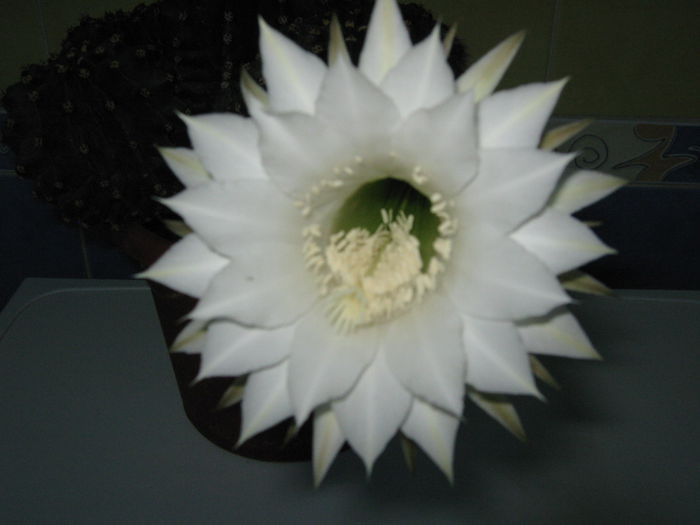 Picture My plants 4431
