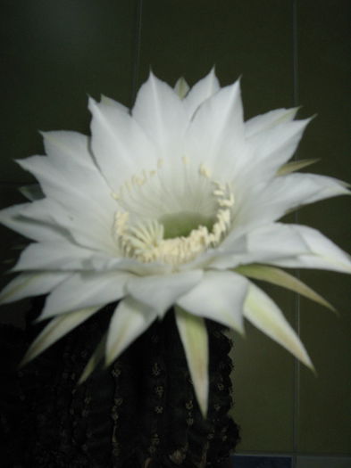 Picture My plants 4432