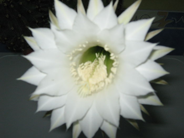 Picture My plants 4427
