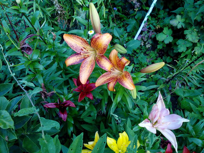 IMG_20150718_181738 - gradina 2015