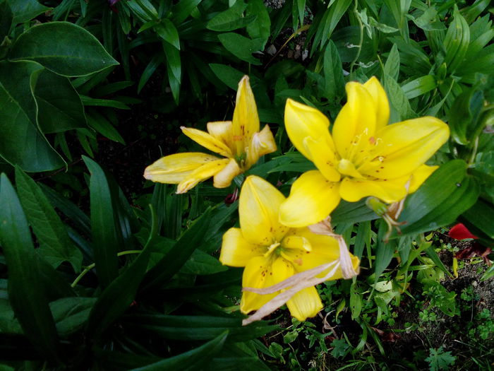 IMG_20150718_181749 - gradina 2015