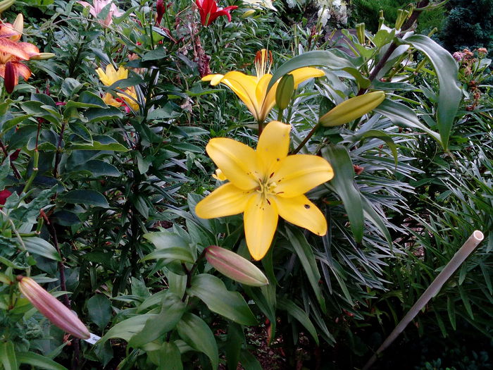 IMG_20150718_181718 - gradina 2015