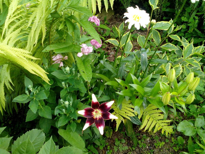 IMG_20150718_181723 - gradina 2015