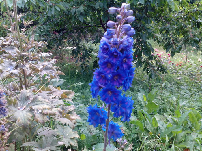 IMG_20150718_181832 - gradina 2015