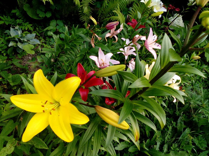 IMG_20150718_181801 - gradina 2015