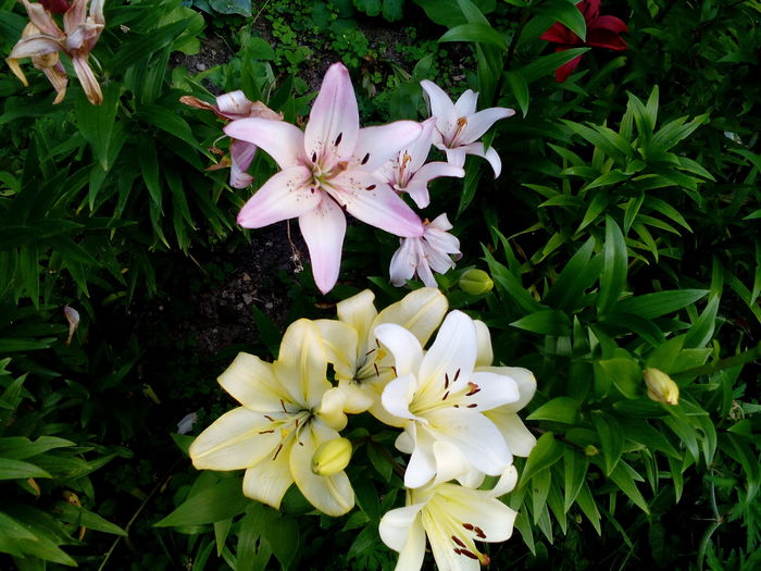 IMG_20150718_181805 - gradina 2015