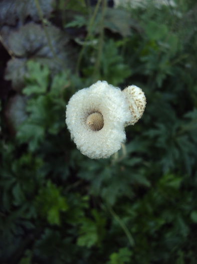 DSC00820 - Anemone silvestris