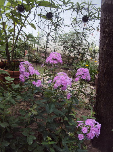 DSC02518 - 2015 Gradina