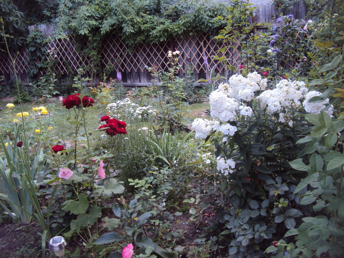 DSC02520