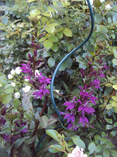 Lobelia speciosa