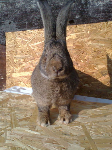 Foarte frumoasa; Apreciati lipsa de modestie
