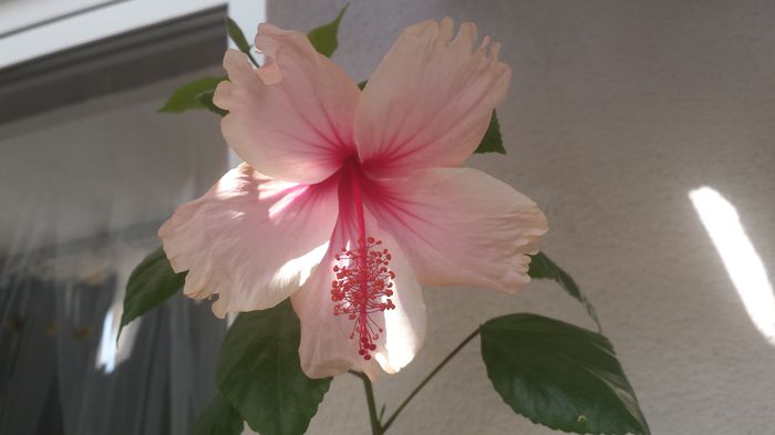 Pink Wings - Flori 2015