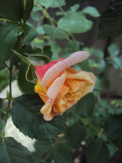Aloha - 1 Trandafiri- sumar