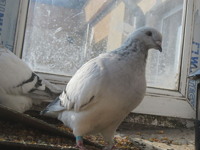 f2015; din lakers si norocica
