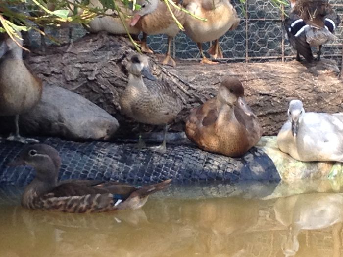 marmurata,ciuf, carolina argintir,etc