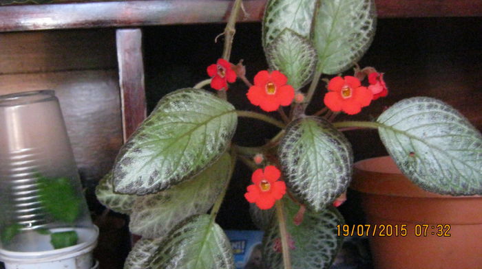 IMG_9738 - Episcia