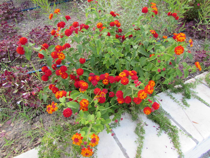 IMG_0509 - Makryammos Bungalows Thassos Grecia