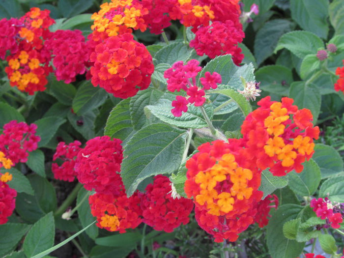 IMG_0511 - Makryammos Bungalows Thassos Grecia