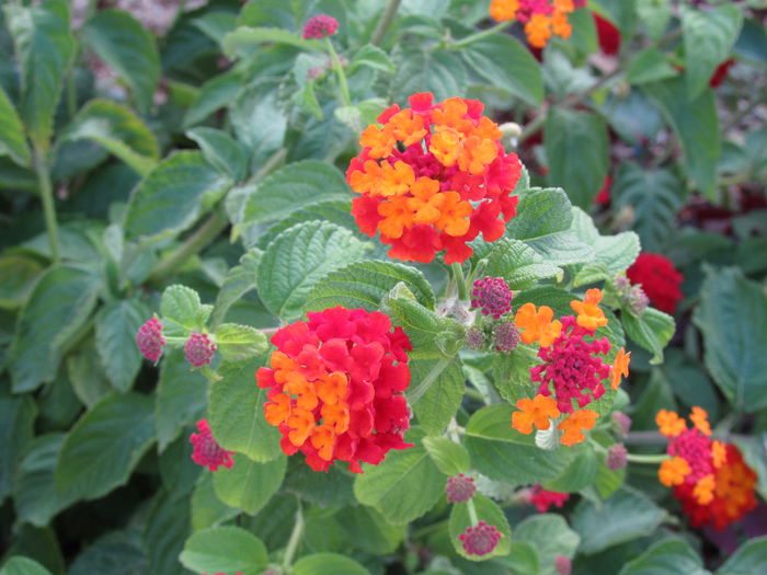 IMG_0512 - Makryammos Bungalows Thassos Grecia