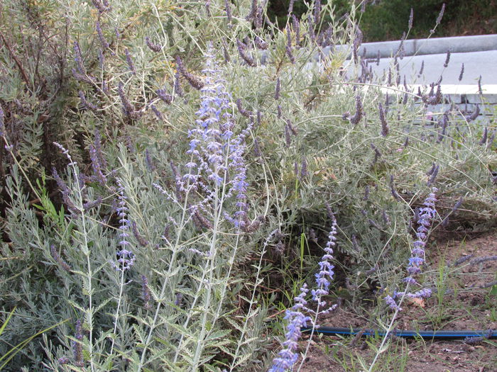 IMG_0515 - Makryammos Bungalows Thassos Grecia