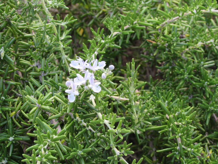 IMG_0517 - Makryammos Bungalows Thassos Grecia